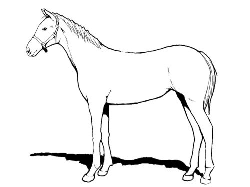 塗り絵用の白い馬のテンプレート画像